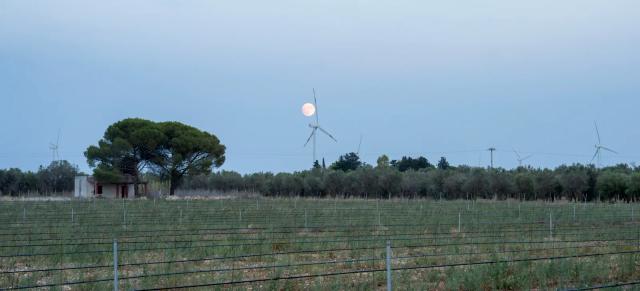 Pale eoliche allineate su una campagna pianeggiante del Salento al tramonto